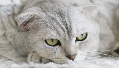 湖州最新公积金卡提取现金方法app方法分析(最方便真实的湖州公积金卡怎样从手机里取出来?方法)